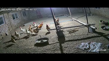 Amazing weasel eating chicken monitoring.