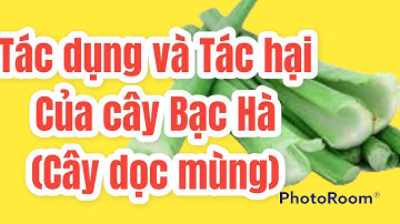 Tác hại và tác dụng Của Bạc hà ( cây dọc mùng) | Thanh đồng vlog