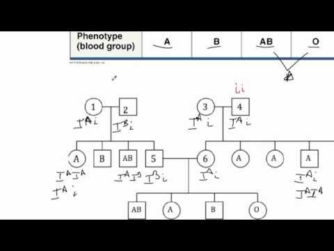 Genotype Chart For Blood Types