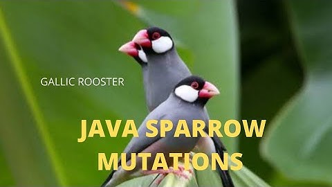 JAVA SPARROW MUTATIONS😍 ജാവ കുരുവി#viral #hobby #shortsfeed #birds #birds #javasparrow 