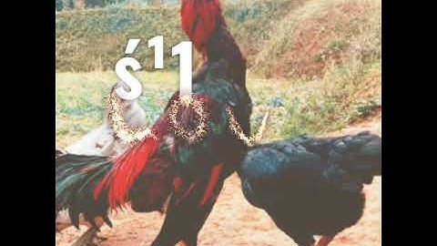 qaib tom txuam dis muag.