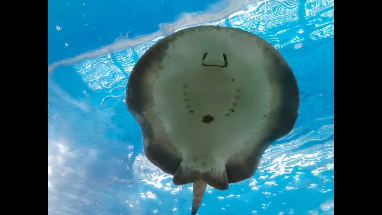 อันปันคิดทีวี |สวนสัตว์แปลก พัทยา|Monster Aquarium Pattaya|ep.03