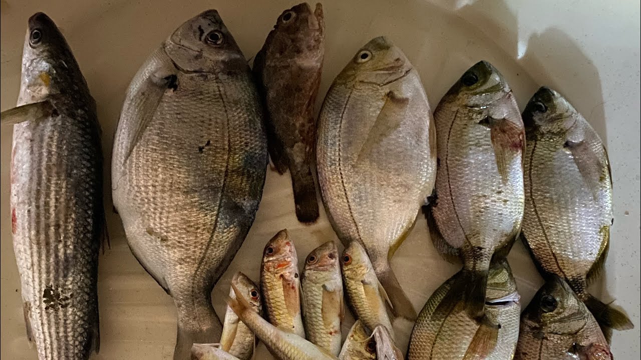 Aksiyon tavan #fishing #ytdayibenionecikarnolur #fish #fish #balık #deniz #bassfishing