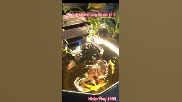 Nuôi Cá Koi Trong Chậu Lục Giác Đẹp - beautiful koi pond.😊😊😊😊