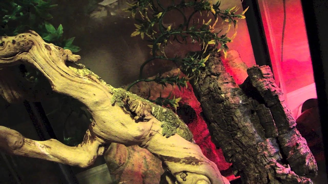 gargoyle geckos diet Update of February 2014