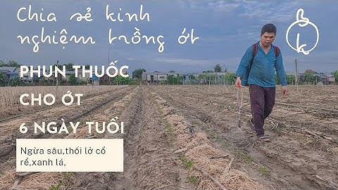 PHUN THUỐC CHO ỚT TRỒNG ĐƯỢC  6 NGÀY TUỔI
