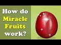 How do Miracle Fruits work? | #aumsum #kids #science #education #children