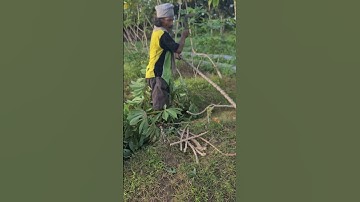 Simple Tips on How to Cut Cassava Stems #shorts