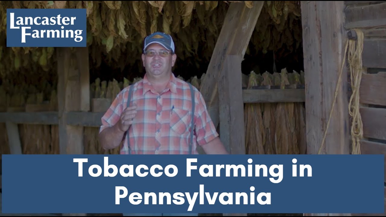 does tobacco grow in pennsylvania Farming Tobacco in Pennsylvania