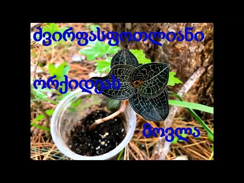 Anoectochilus formosanus როგორ მოვუაროთ: განათება, სუბსტრატი, წყალი, ტენიანობა...