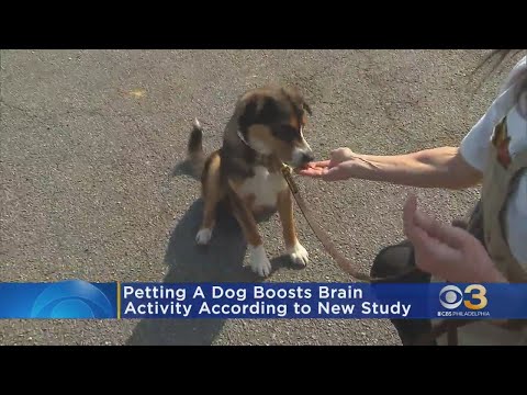 Videó: Az új kutatások azt mutatják, hogy a kutyák pásztázása olyan, mint egy kábítószer az agyunknak