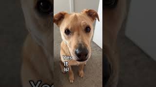 Its A Hard Knock Life For Sandy So She Thinks