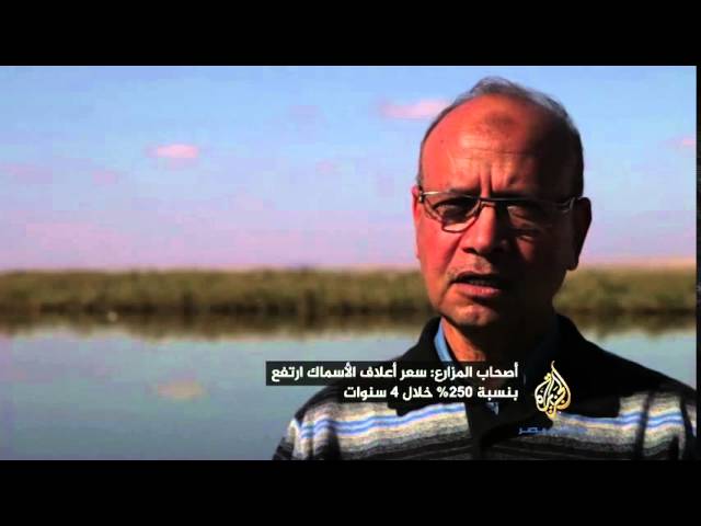 تقرير .. مزارع الأسماك تواجه تحدي ارتفاع تكاليف الإنتاج وتراجع الأرباح