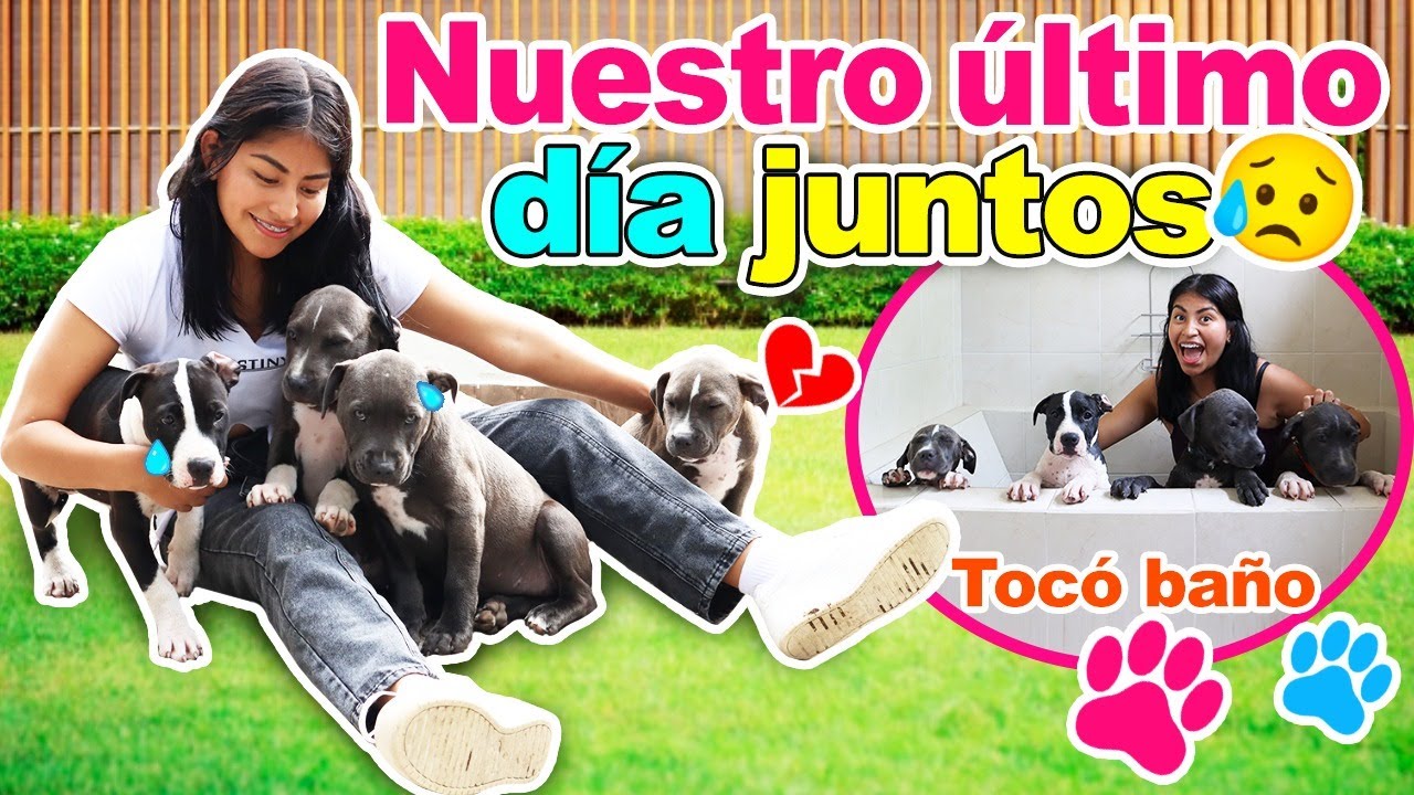 🥺 ÚLTIMA RUTINA con LOS CACHORROS 🐶 💔 SE VAN A SUS NUEVOS HOGARES🏡 ¡ÚLTIMO PASEO Y COMPRAS! 🛍