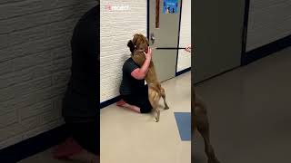 Emotional moment dog is reunited with owner after two years