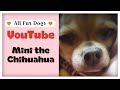 Mini the Sleepy Chihuahua
