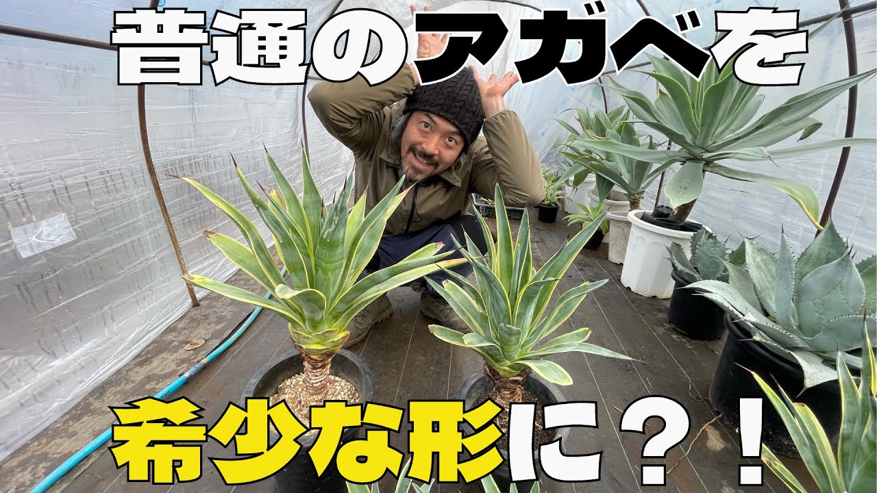 人気❗️ アガベ　ベネズエラ　幹立ち　観葉植物