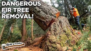 Dangerous Fir Tree Removal: Toppling a Massive Rotten Fir Tree Safely!