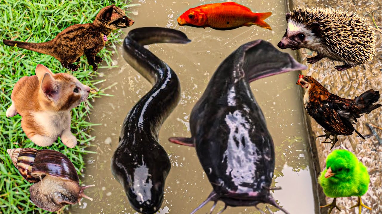 Amazing! Menangkap ikan lele besar dalam kolam ada ikan hias, ikan gabus, belut, kura kura, bebek