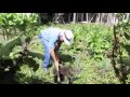 Con huertas caseras, campesinos de Caldas les sacan frutos a las regalías