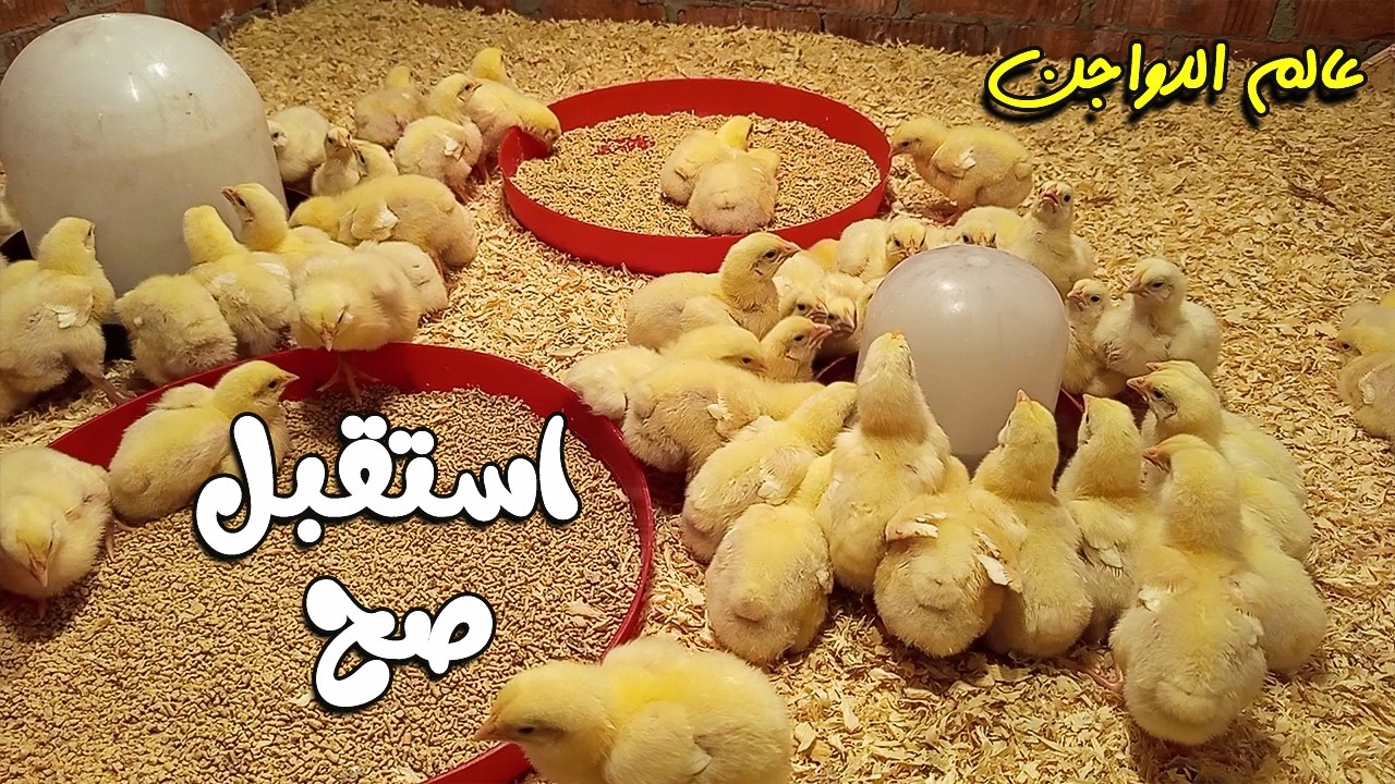 Выращивание белых цыплят зимой — Неделя 1 — Советы по их подготовке к появлению на свет.