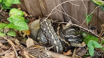 Nature Can Be Cruel - Carpet Python Constricting Possum