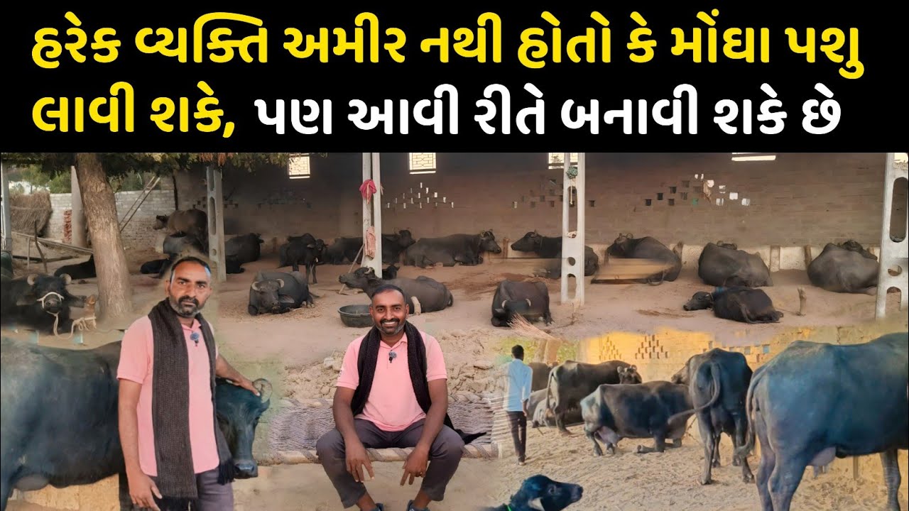 લાખોની ભેંસો તૈયાર કરો પોતાના ઘરે 💰. Banni Buffalo dairy farm in banaskantha 