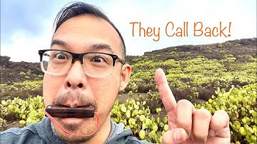 Making a DIY Quail Call With Hand Tools. It Actually Works! Desert quail sounds