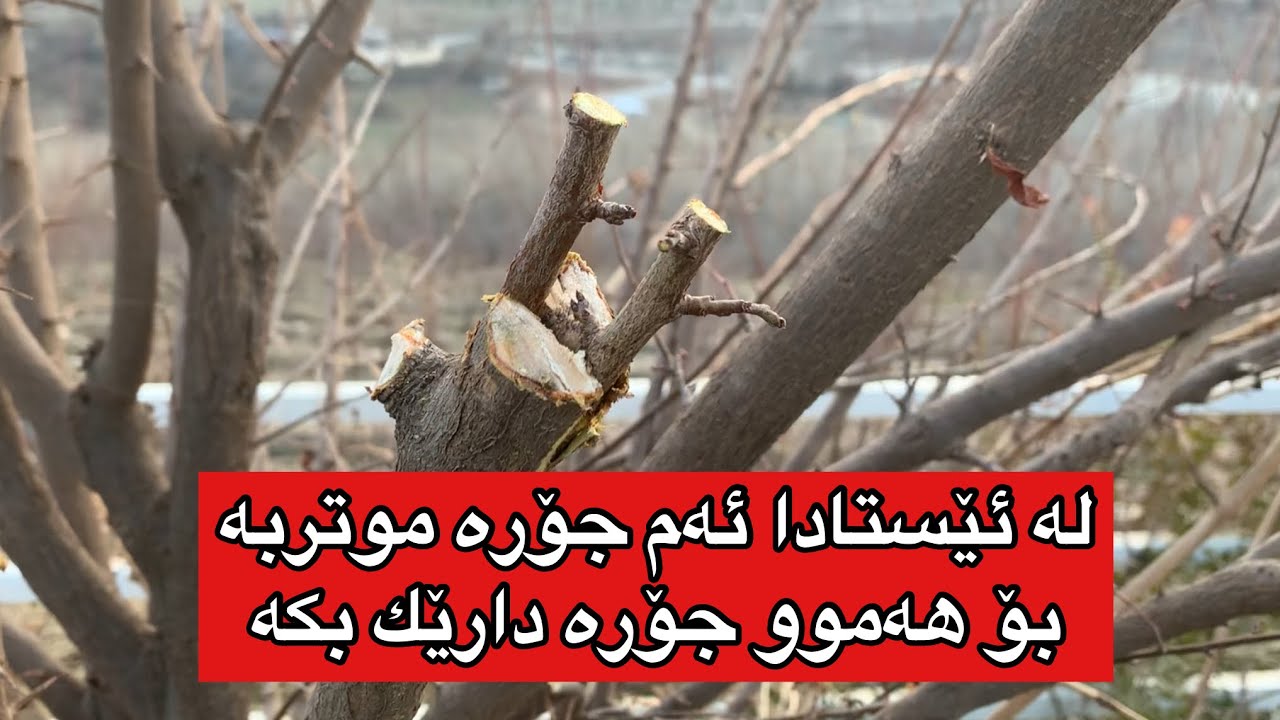 زۆر گرنگە ئەم جۆرە موتربە بۆ هەموو دارێك بكە لە ئێستادا #grafting #rahelaziz #youtube #plants
