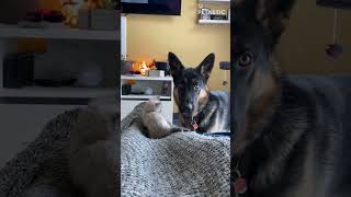 German Shepherd Befriends Kitten On Her First Day Home || PETASTIC 🐾