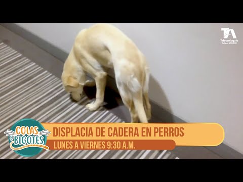 Video: ¿Qué tipo de perros tienen colas hinchadas?