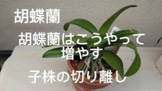 胡蝶蘭はこうやって増やす 子株の植え付けます Youtube