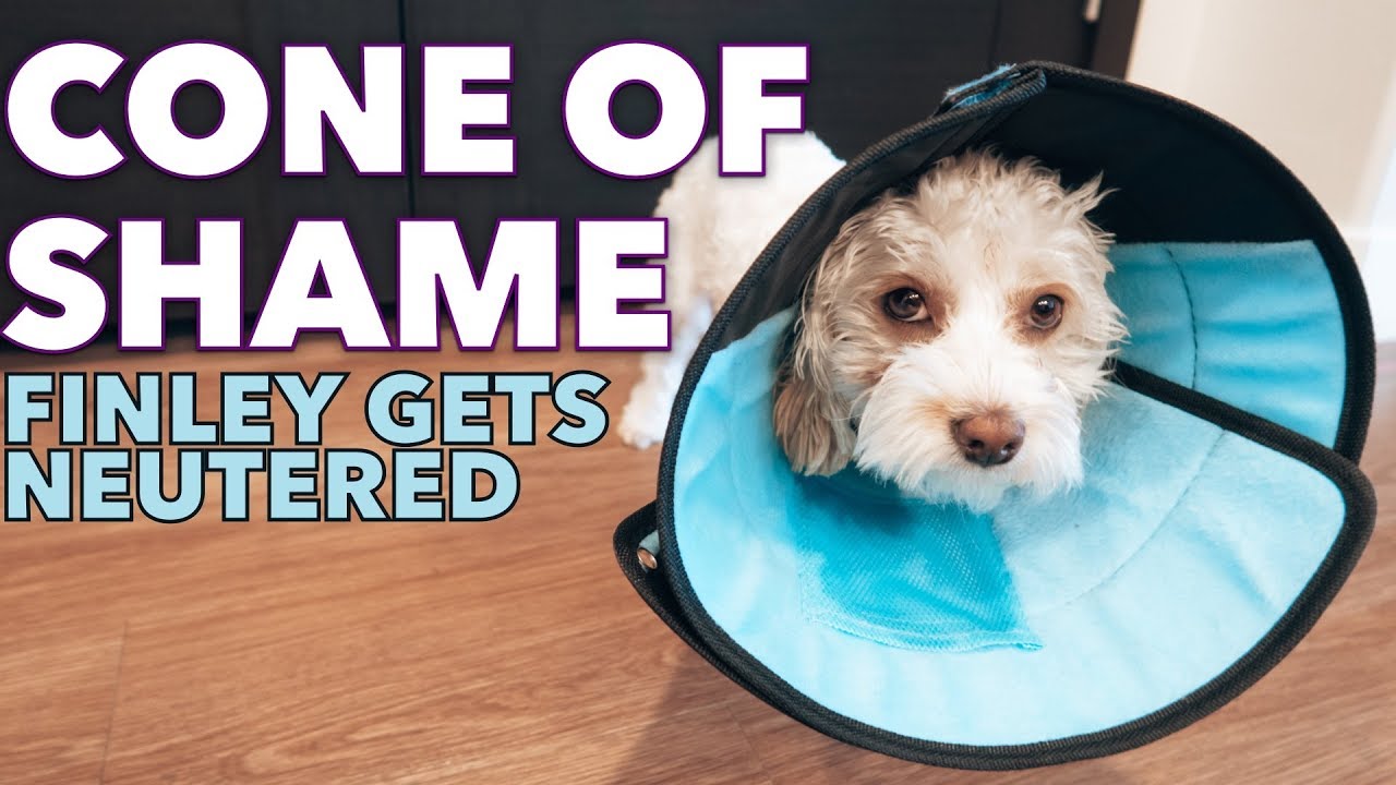 COCKAPOO PUPPY FINLEY GETS NEUTERED GETTING YOUR DOG NEUTERED COCKAPOO PUPPY FINLEY GETS NEUTERED GETTING YOUR DOG NEUTERED