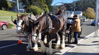 Clydesdale Draft Horses 🐎 & Carrage // HazLap 