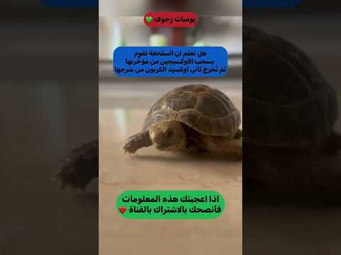 يوميات زحوف شورت   مصر سوريا الجزائر معلومات عامة سلاحف سلحفاة