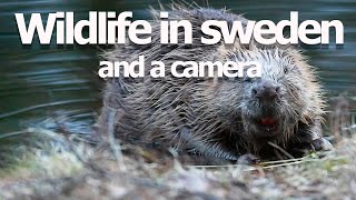 Wildlife in Sweden and a camera