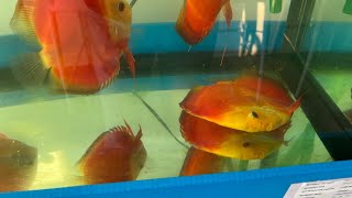 Shipment Discus FISH COMPLETE CARE.  Acclimatization, Aquarium salt, Cannot swim and water level ETC