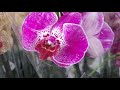 И снова завоз орхидей в с. ц.Долина роз ( Махачкала).Есть, что выбрать.