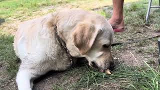 Labrador eating ice cream :)