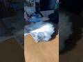 神々しく見える猫たち #ねこのいる暮らし #ねこ動画 #ねこのいる生活