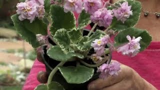 How to Trim Dead Blossoms From an African Violet : Gardening & Flowers