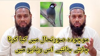 Java Sparrow ka Mustakbil kya hoga ll How To Future Java Sparrow ll V No 331 Sur Birds Channel