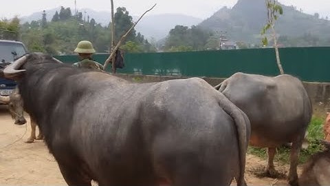 Trâu khủng xuất hiện tại chợ Bắc Hà, gây xôn xao du khách và thương lái”