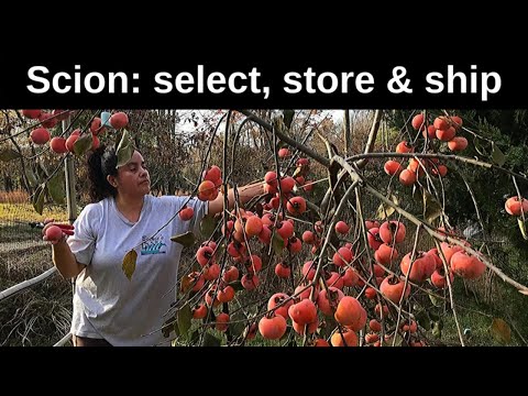 Persimmon Scion - selecting, storing and shipping