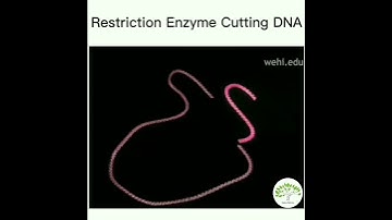 Restriction Enzyme Cutting DNA