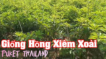 Hồng Xiêm Xoài puket Thailand  Cây Giống  Cao 1,5m đang nhiều Trái tại vườn