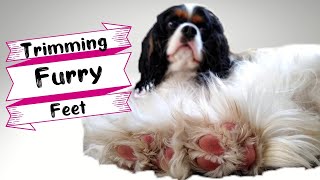Tips for Grooming Your Cavalier King Charles Spaniel's Feet | How to Trim a Dog's Paw Fur at Home