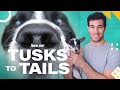 Understanding Animal Noses and Their Functions