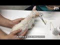 [ENG]아토 구조 1주일차 병원에 다녀왔어요! rescued kitten