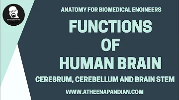 Functions of Brain - Anatomy for Biomedical Engineers